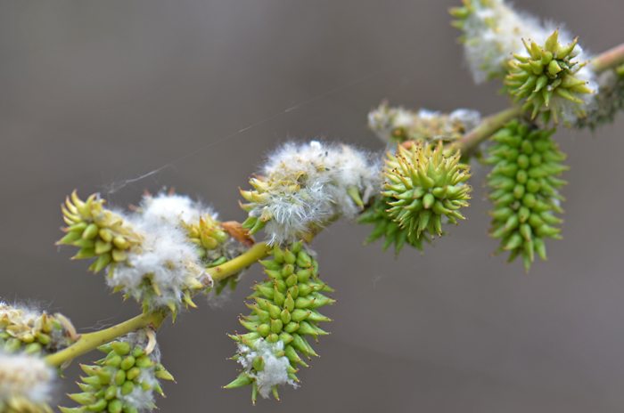 Peachleaf Willow blooms from April of May through June. Flowers are yellowish-green, both male and female flowers in catkins. Female flowers are in loosely flowered catkins as shown here. Salix amygdaloides